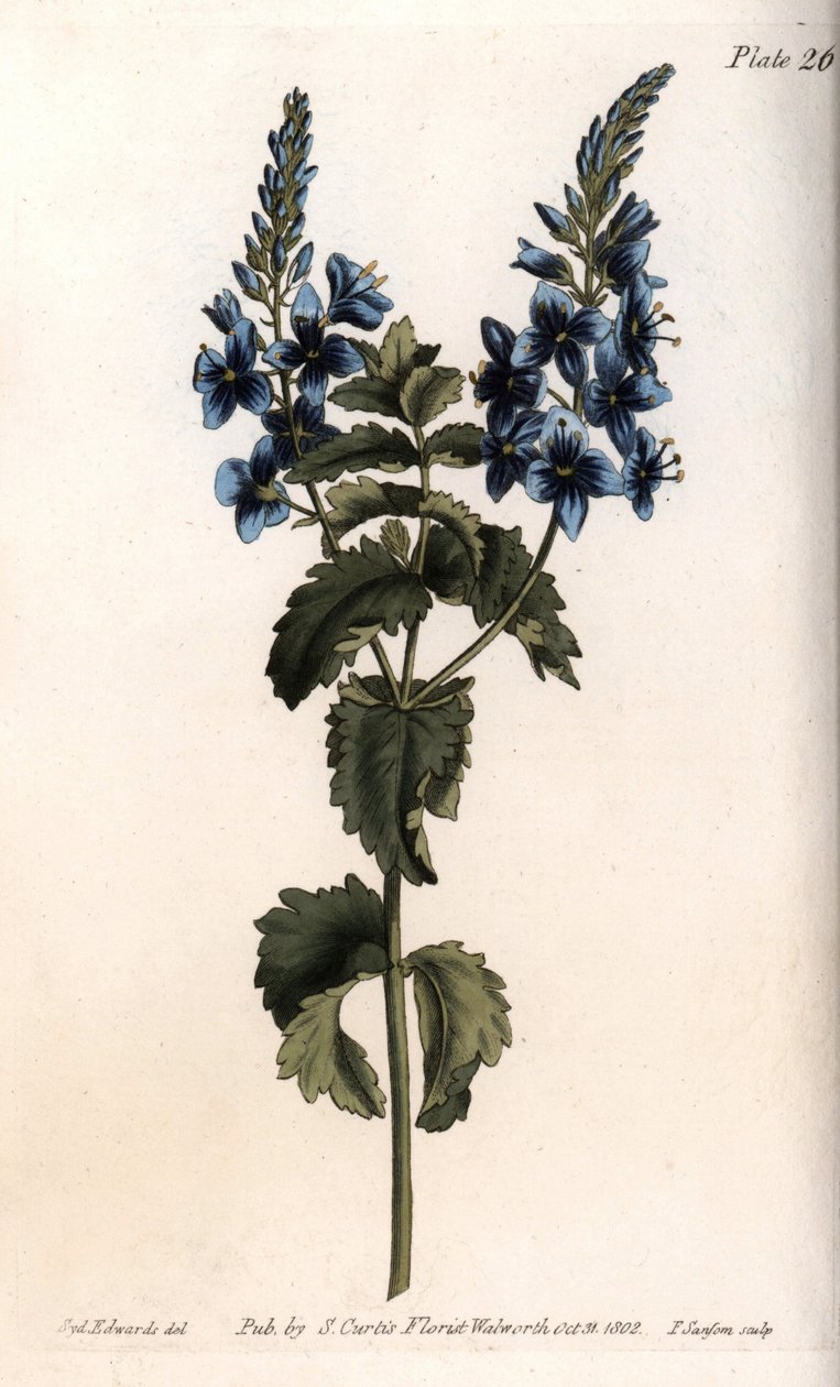 Veronica malý dub nebo falešný germandree. Barevná mědirytina, ilustrace Sydenham Edwards (1768-1819) pro konference botanické botanické zahrady v Lambeth (Anglie) od Sydenham Teast Edwards