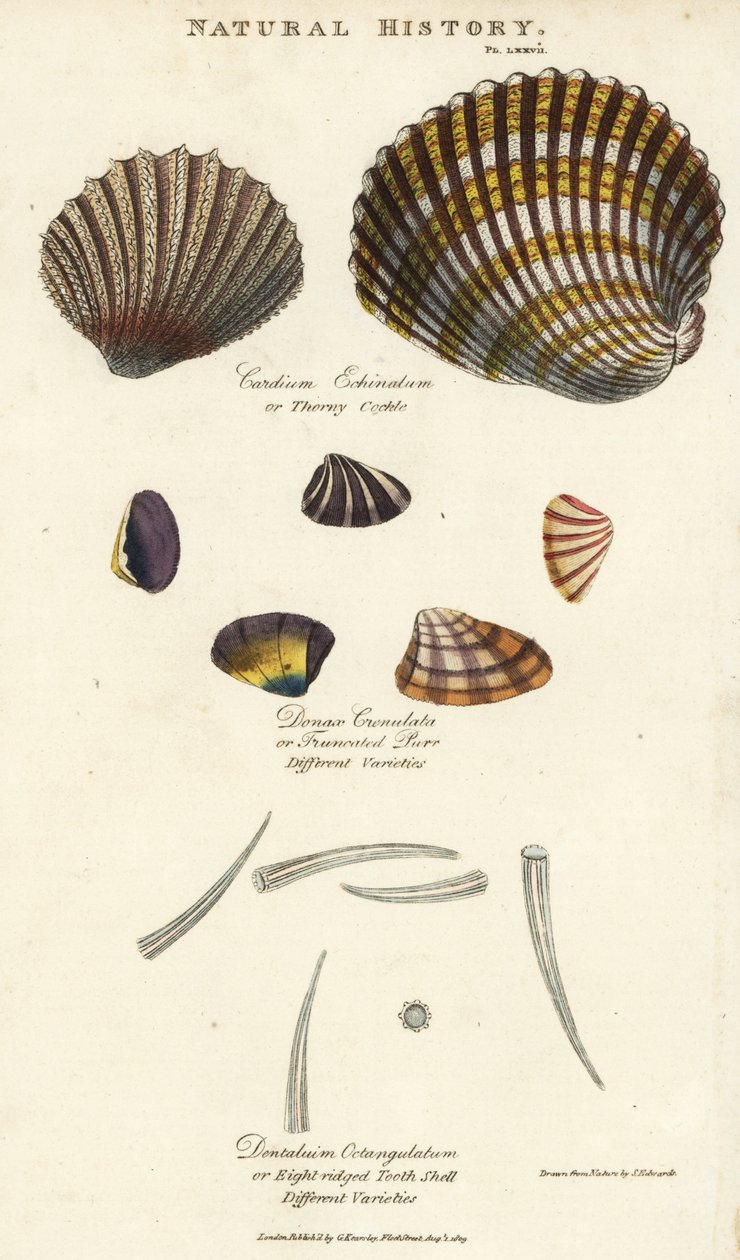 Srdcovka ostnitá, Cardium echinatum, zkrácené předení, Donax crenulata a zubní skořepina s osmi hřebeny, Dentalium octangulatum. Ručně kolorovaná mědirytina podle Sydenhama Edwardse z John Mason Good