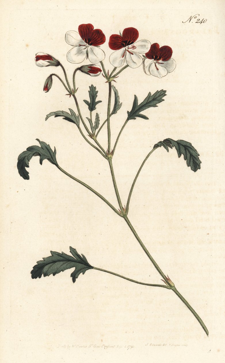 Jeřáb trojbarevný, Pelargonium tricolor. Ručně kolorovaná mědirytina od Sansom podle ilustrace Sydenhama Edwardse rom Botanical Magazine Williama Curtise, Londýn od Sydenham Teast Edwards