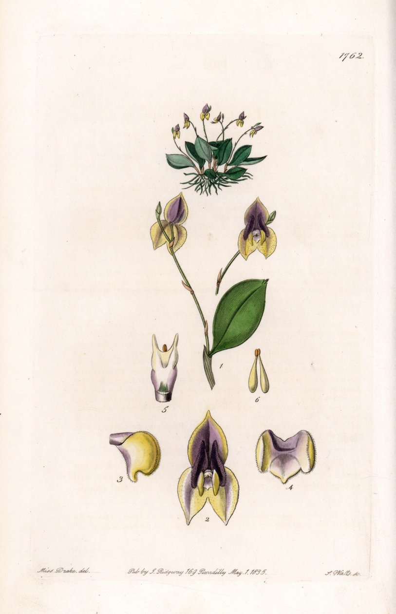 Tři zuby Lepanthe - Talíř vyrytý S. Wattsem, z ilustrace Sarah Anne Drake (1803-1857), z Botanického registru Sydenham Edwards (1768-1819), Anglie od Sydenham Teast Edwards
