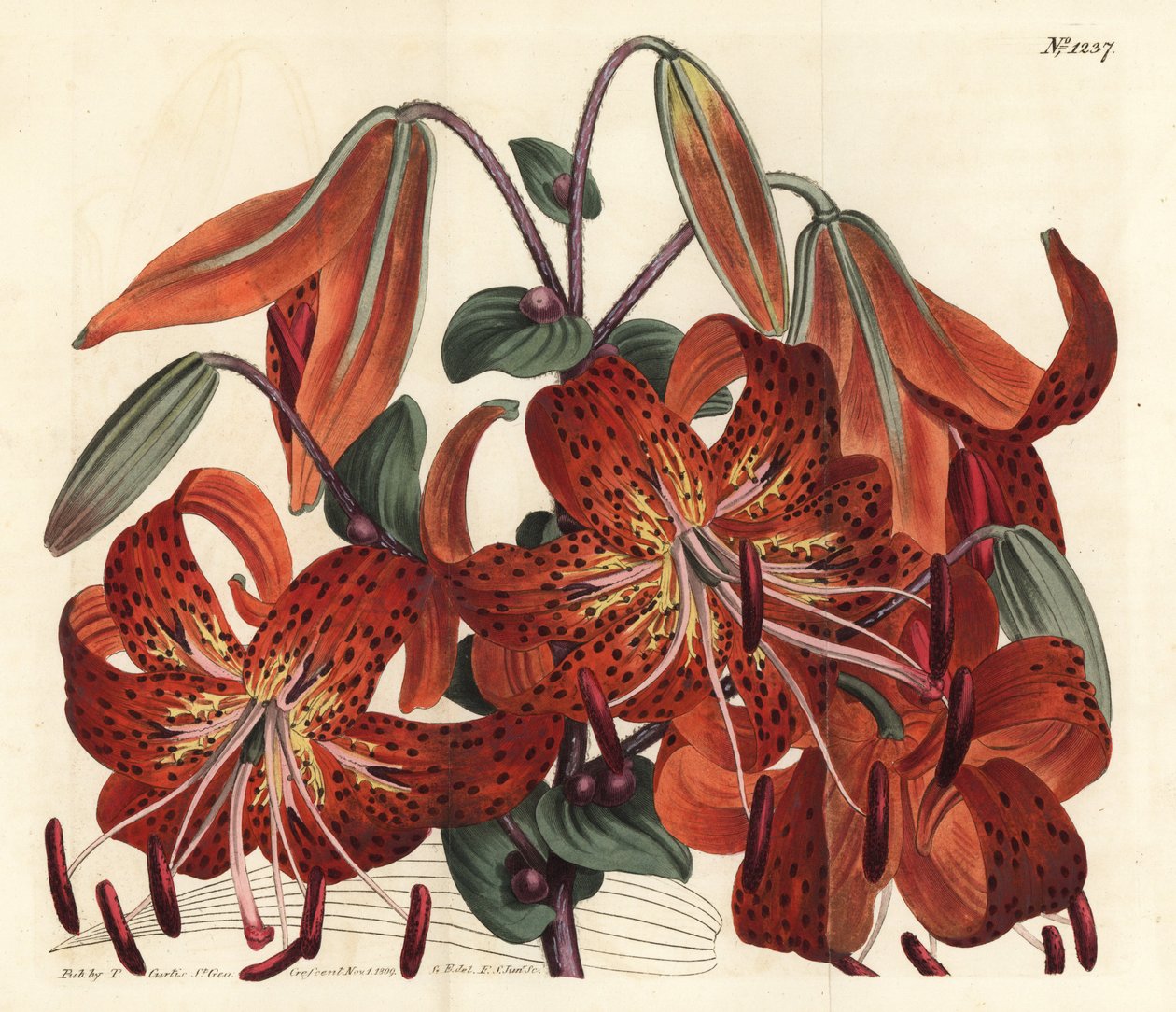 Tygrovaná lilie - Tygrovaná lilie, Lilium lancifolium (lilie čínská, Lilium tigrinum). Ručně kolorovaná mědirytina F. Sansom Jr. podle ilustrace Sydenhama Edwardse z William Curtis