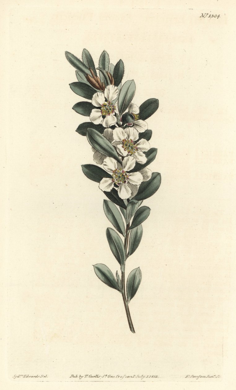 Strom nebo myrta australská - Čajovník pobřežní, Leptospermum laevigatum (Smooth fabricia, Fabricia laevigata). Ručně kolorovaná mědirytina F. Sansom Jr. podle ilustrace Sydenhama Edwardse z botanického časopisu Williama Curtise, T. Cur od Sydenham Teast Edwards