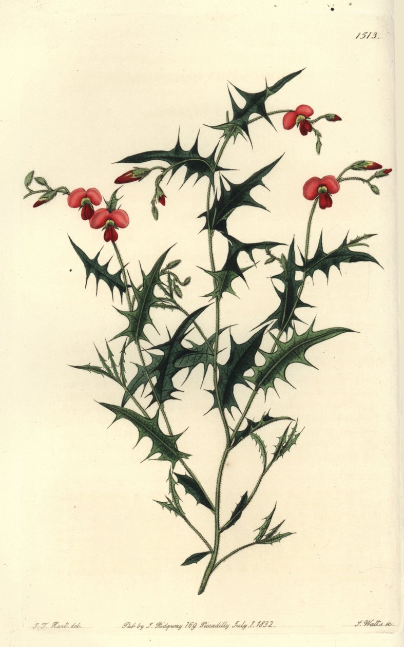 Chorozema trojúhelníková, Chorozema triangulare. Ručně kolorovaná mědirytina S. Wattse podle ilustrace J.T. Hart z botanického registru Sydenhama Edwardse, Ridgeway, Londýn od Sydenham Teast Edwards