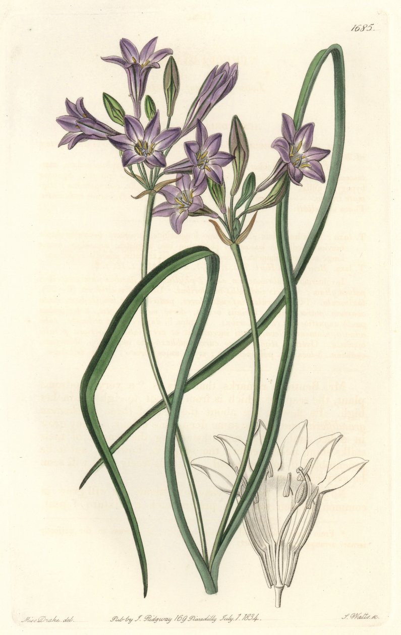 Triteleia ou brodiacea lache - Water forte od S. Wattse z ilustrace Sarah Anne Drake (1803-1857), z botanického rejstříku od Sydenham Teast Edwards