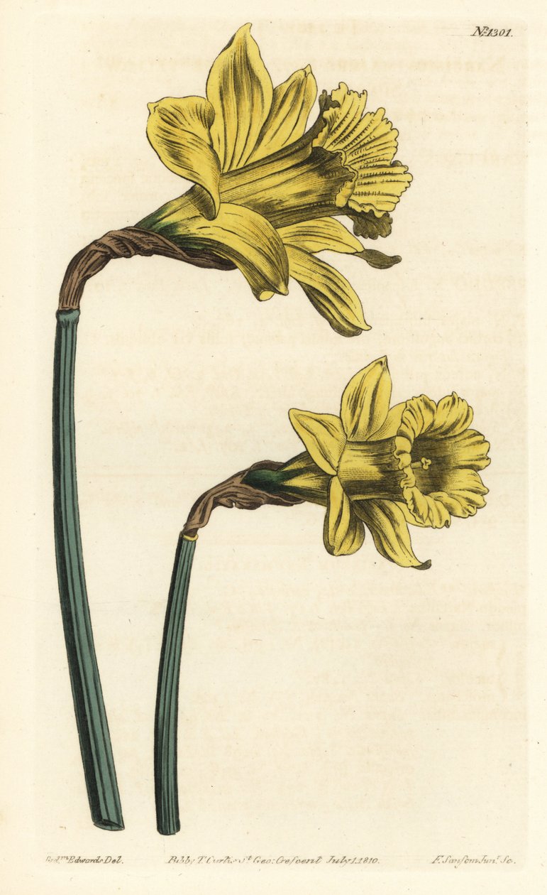 Narcis trubka, Narcissus hispanicus (velký žlutý španělský narcis, Narcissus major). Ručně kolorovaná mědirytina F. Sansom Jr. podle ilustrace Sydenhama Edwardse z William Curtis