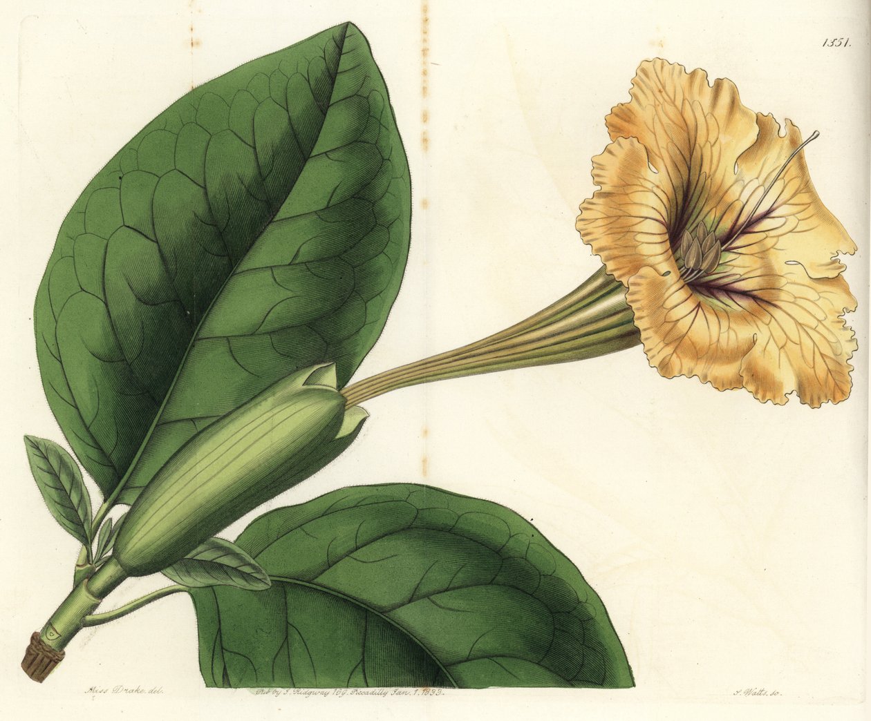 Trubková liána nebo zlatý pohár - Kalichová réva nebo strakatá solandra, Solandra guttata. Ručně kolorovaná mědirytina od S. Wattse podle ilustrace slečny Sarah Drakeové z botanického registru Sydenhama Edwardse, Ridgeway, Londýn od Sydenham Teast Edwards