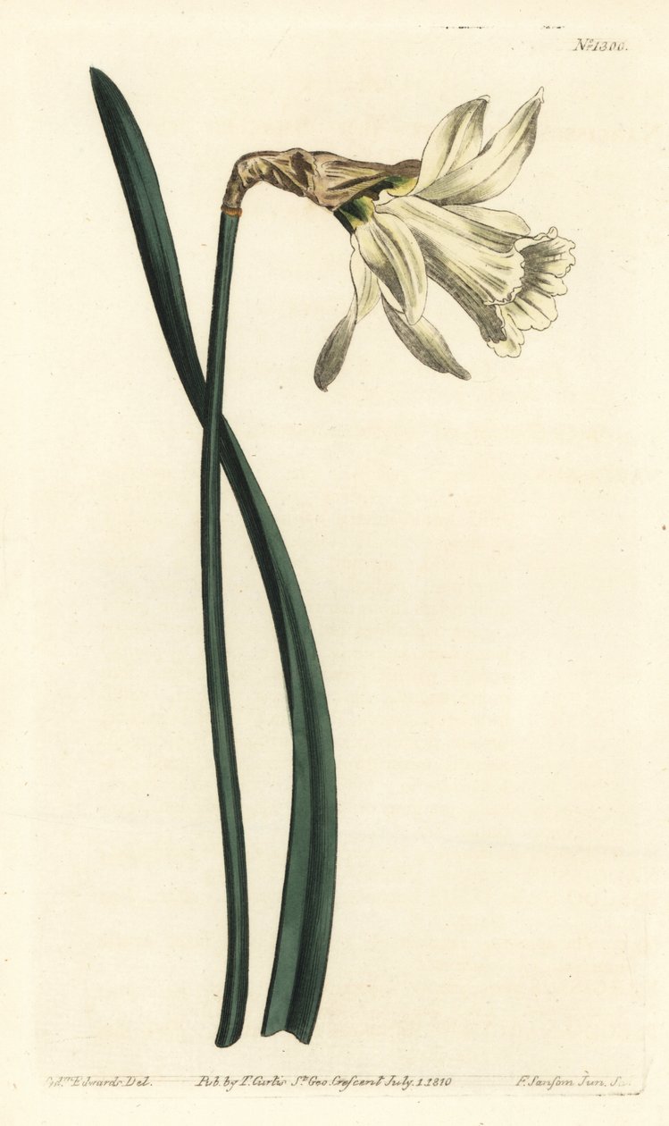 Trumpet narcissus - Menší bílý španělský narcis, Narcissus pseudonarcissus subsp. moschatus (Narcissus moschatus). Ručně kolorovaná mědirytina F. Sansom Jr. podle ilustrace Sydenhama Edwardse z William Curtis
