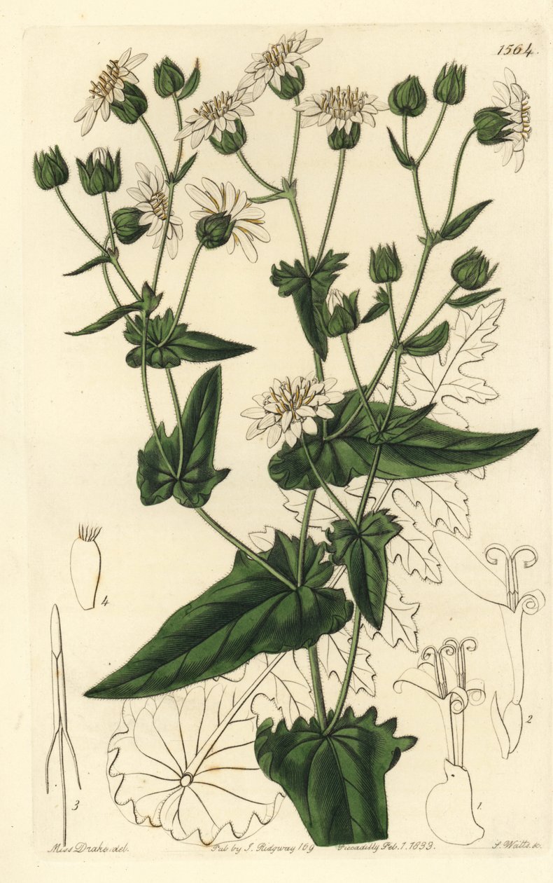 Tuřín pižmový, Moscharia pinnatifida. Ručně kolorovaná mědirytina od S. Wattse podle ilustrace slečny Sarah Drakeové z botanického registru Sydenhama Edwardse, Ridgeway, Londýn od Sydenham Teast Edwards