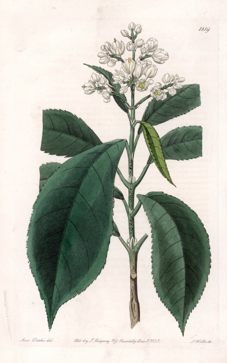 Turpinia Variete - Talíř vyrytý S. Wattsem, z ilustrace Sarah Anne Drake (1803-1857), z Botanického registru Sydenham Edwards (1768-1819), Anglie od Sydenham Teast Edwards