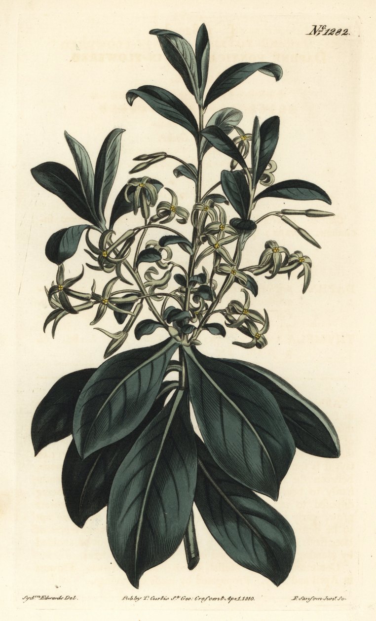 Daphne dvoukvětá, Daphne pontica. Ručně kolorovaná mědirytina F. Sansom Jr. podle ilustrace Sydenhama Edwardse z William Curtis