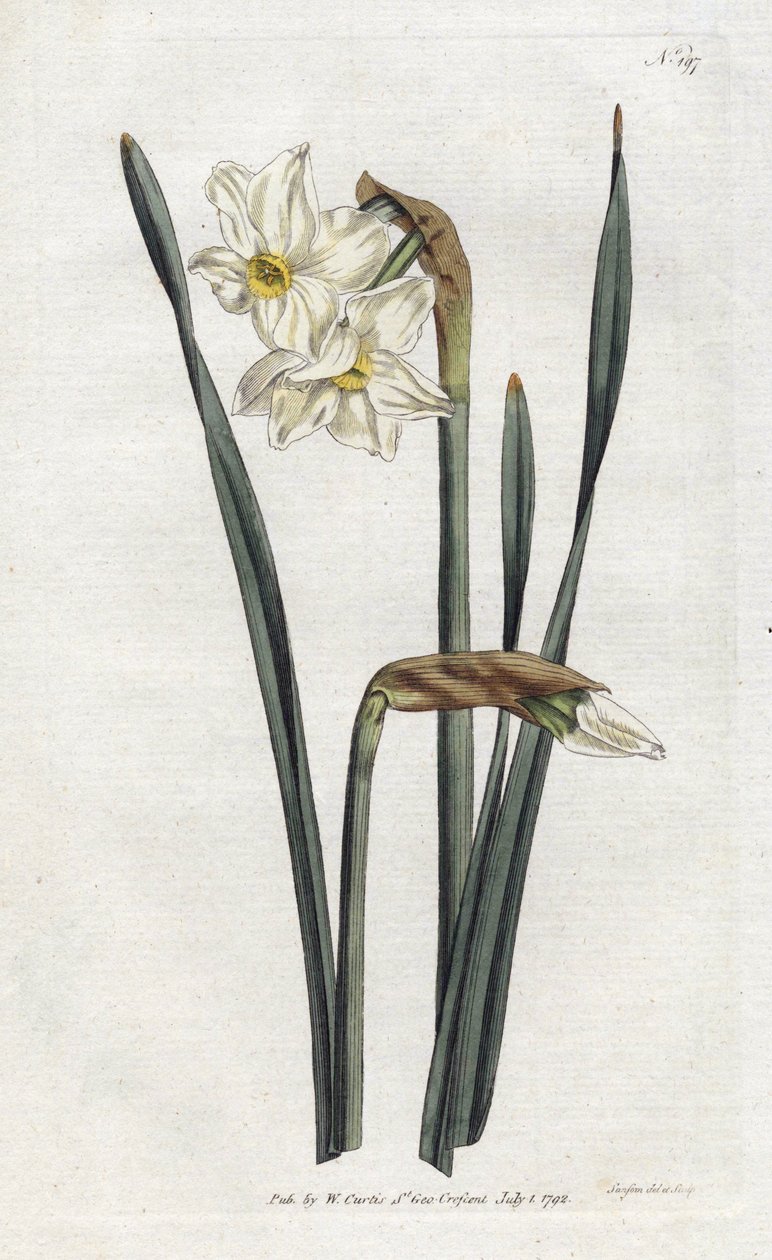 Dvoukvětý narcis - Litografie Sydenhama Edwardse (1768-1819), deska z botanického časopisu Williama Curtise (1746-1799) od Sydenham Teast Edwards