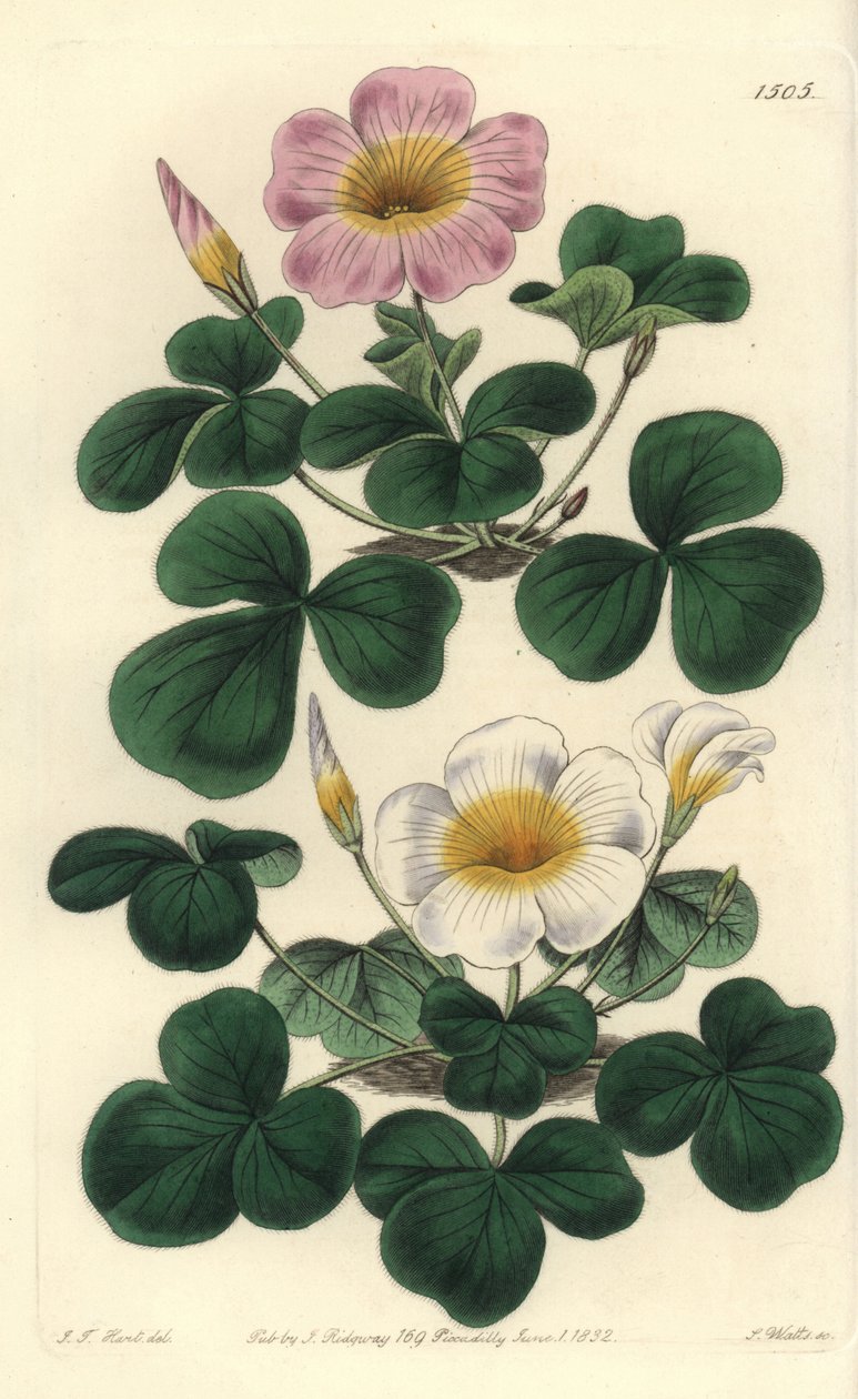 Variabilní oxalis, Oxalis variabilis (Oxalys purpurea). Ručně kolorovaná mědirytina S. Wattse podle ilustrace J.T. Hart z botanického registru Sydenhama Edwardse, Ridgeway, Londýn od Sydenham Teast Edwards