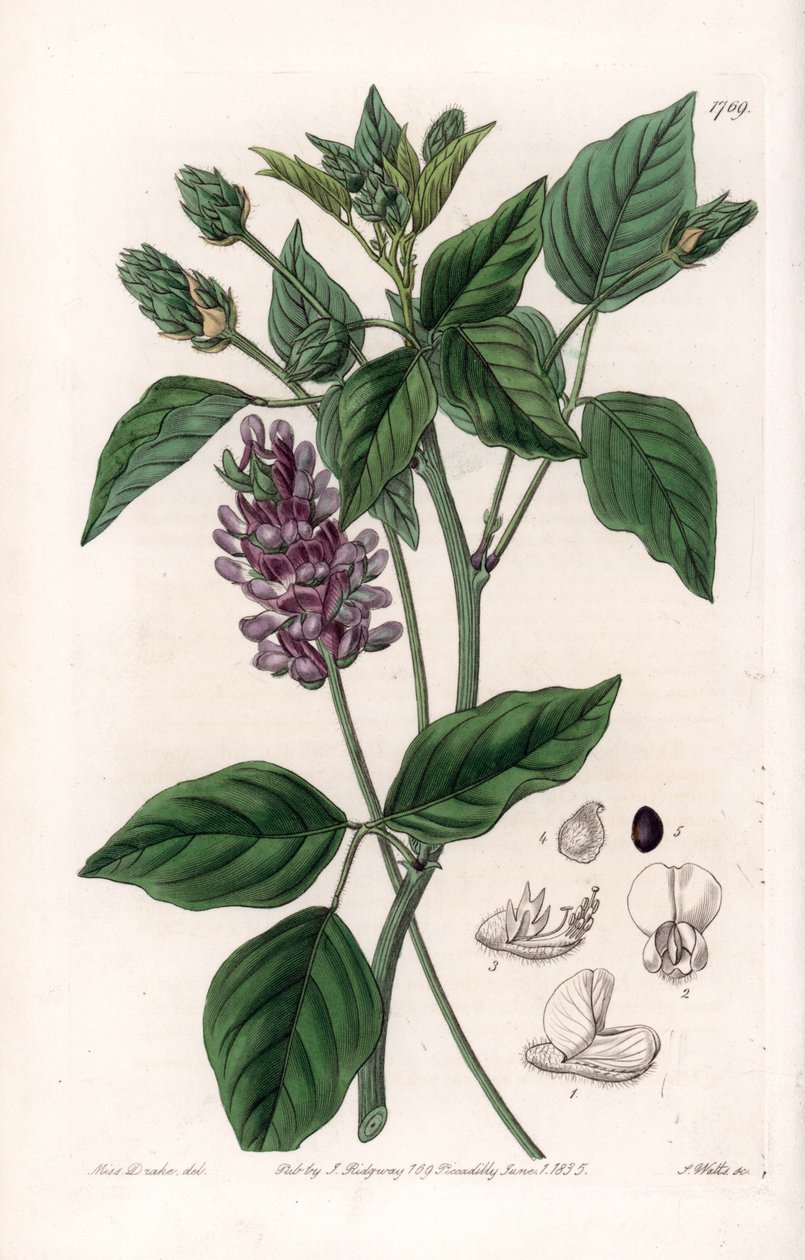 Variete de Psoralea - rytá deska od S. Wattse, z ilustrace Sarah Anne Drake (1803-1857), z botanického registru Sydenham Edwards (1768-1819), Anglie od Sydenham Teast Edwards