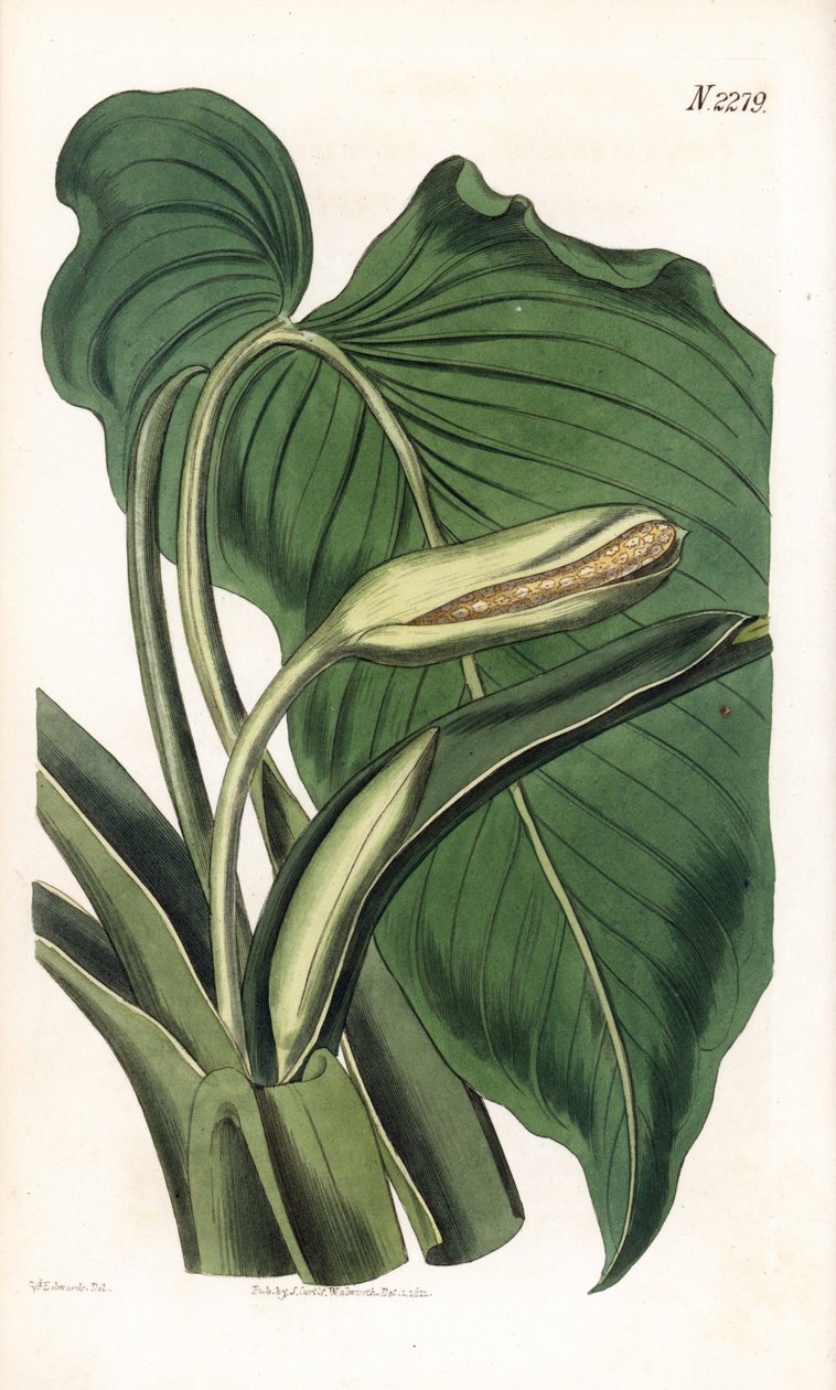 Variete de calla ou arum - Aromatická kala, Homalomena aromatica (Calla aromatica). Ručně kolorovaná mědirytina od Weddella po ilustraci Sydenhama Edwardse z “”” Botanical Magazine,”” London Samuela Curtise od Sydenham Teast Edwards