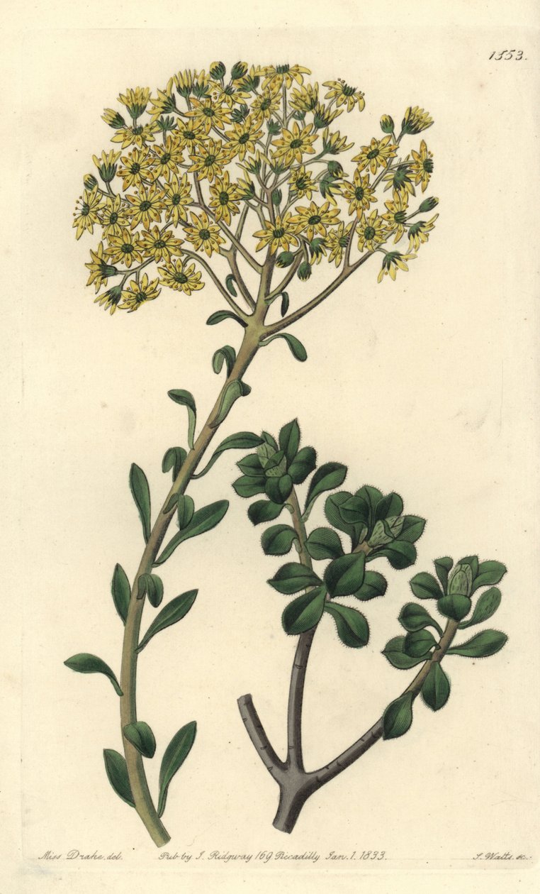 Variete de joubarb - Netřesk vilousovitý, Sempervivum villosum. Ručně kolorovaná mědirytina od S. Wattse podle ilustrace slečny Sarah Drakeové z botanického registru Sydenhama Edwardse, Ridgeway, Londýn od Sydenham Teast Edwards