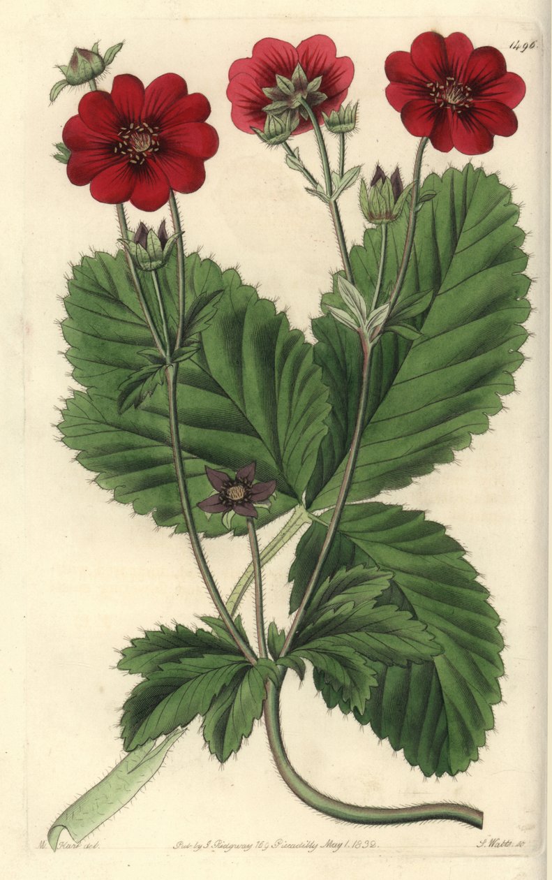 Odrůda mochna - Russell