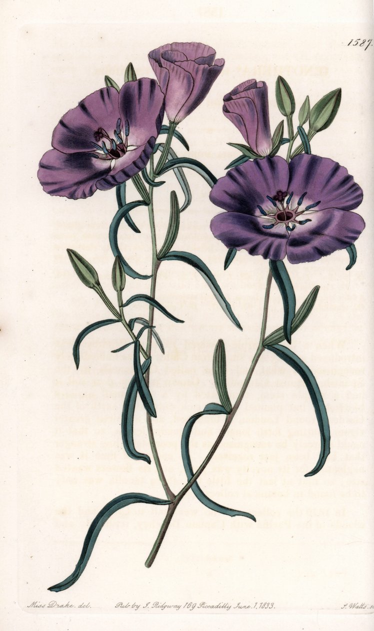 Varieta of Clarkia, původem z Jižní Ameriky Vyryl S. Watts, z ilustrace Sarah Anne Drake (1803-1857), z Botanického registru Sydenham Edwards (1768-1819), Anglie od Sydenham Teast Edwards