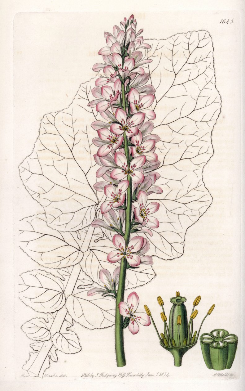 Odrůda Francoa s mléčnými listy, endemická v Chile - vyryla S. Watts, z ilustrace Sarah Anne Drake (1803-1857), z Botanického registru Sydenham Edwards (1768-1819), Anglie od Sydenham Teast Edwards