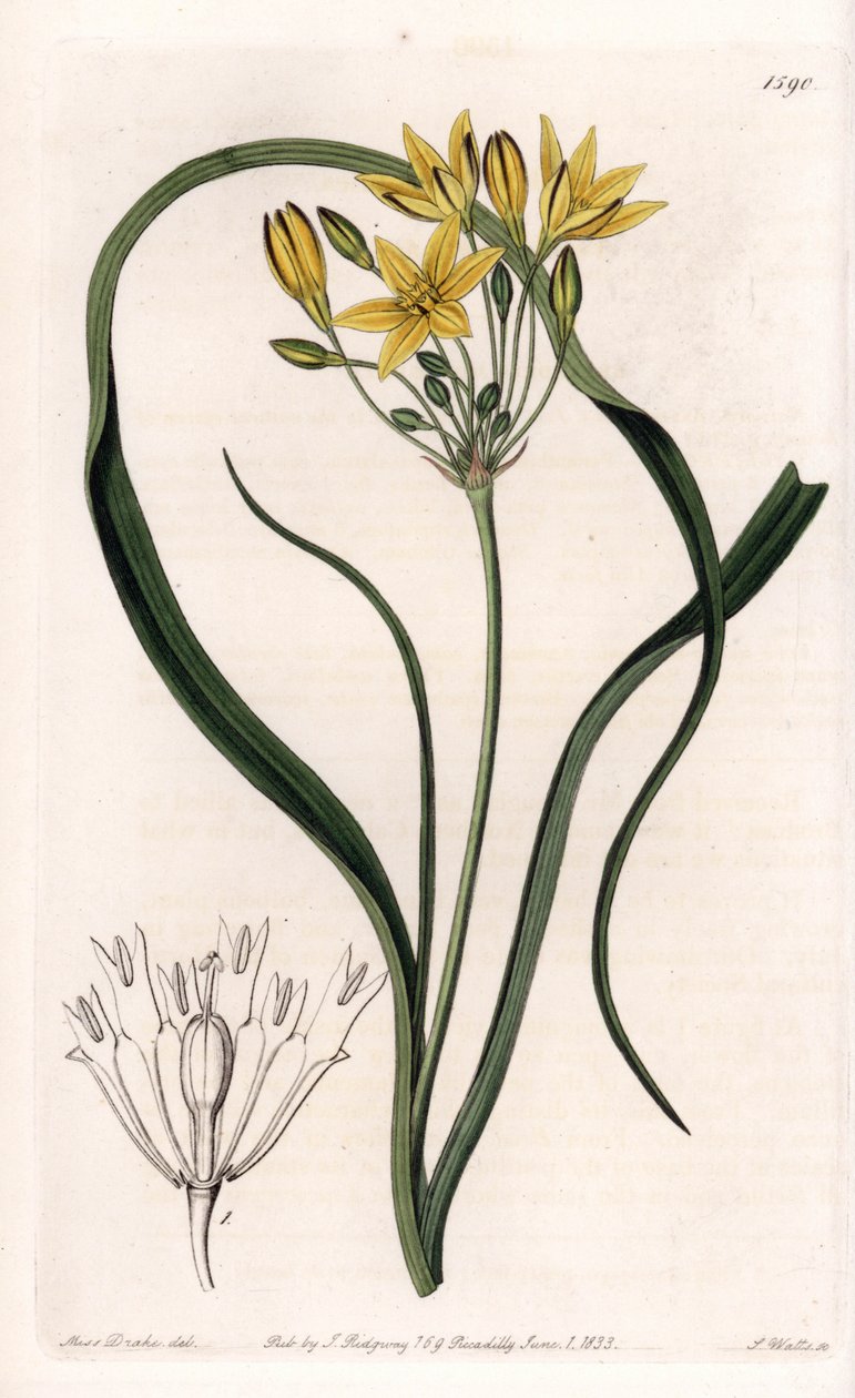 Odrůda Triteleia nebo brodeleia, se žlutými květy, původem z Kalifornie - deska vyrytá S. Wattsem, z ilustrace Sarah Anne Drake (1803-1857), z Botanického registru Sydenham Edwards (1768-1819), Anglie od Sydenham Teast Edwards