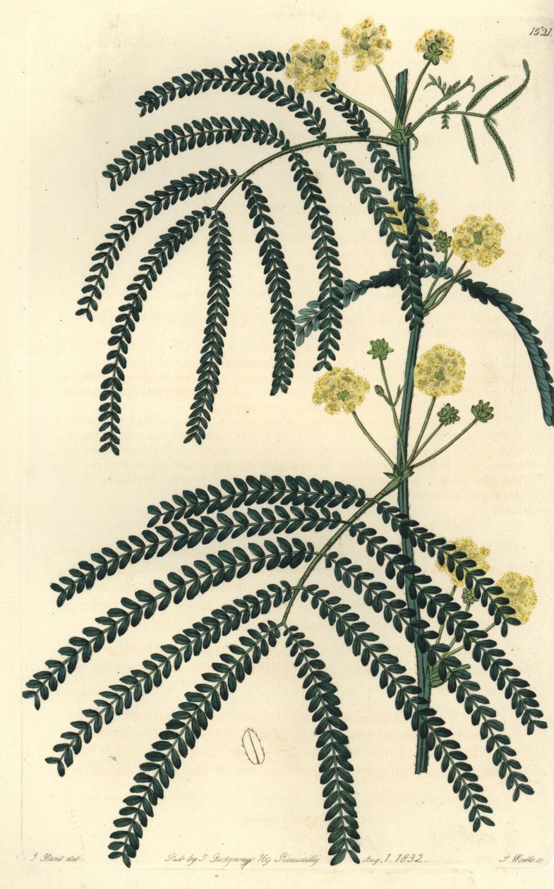 Odrůda akácie (nebo cassier) - Akát kapradinový, Acacia pentadenia. Ručně kolorovaná mědirytina od S. Wattse podle ilustrace J. Harta z Sydenham Edwards