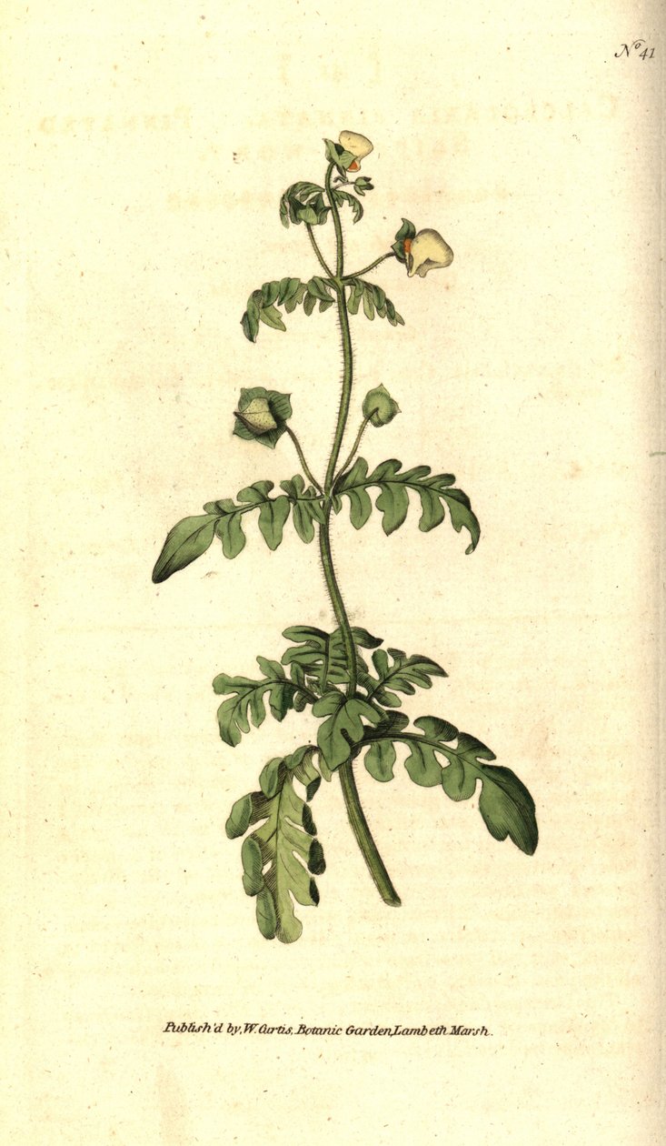 Odrůda calceolar - Pantoflíček zpeřený, Calceolaria pinnata. Ručně kolorovaná mědirytina podle botanické ilustrace Jamese Sowerbyho z The Botanical Magazine Williama Curtise, Lambeth Marsh, Londýn od Sydenham Teast Edwards