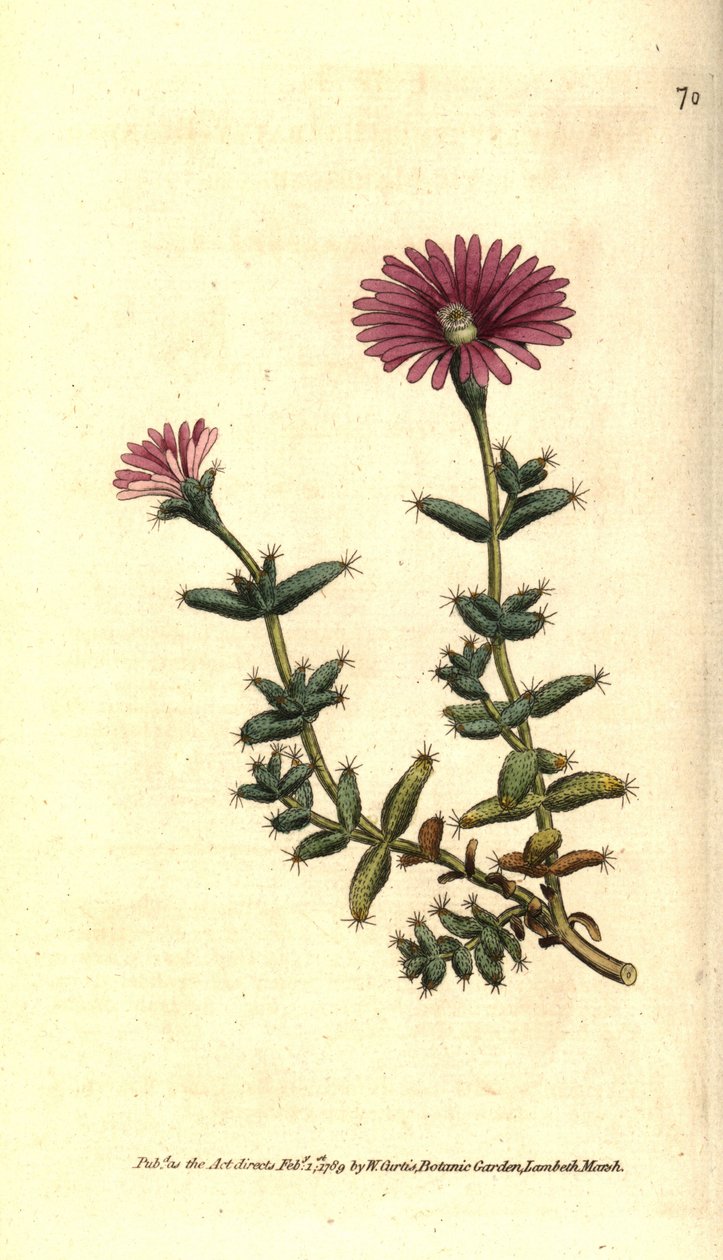 Varieta fíkovníku - fíkovník vousatý, Mesembryanthemum barbarum. Ručně kolorovaná mědirytina podle botanické ilustrace z The Botanical Magazine Williama Curtise, Lambeth Marsh, Londýn. od Sydenham Teast Edwards
