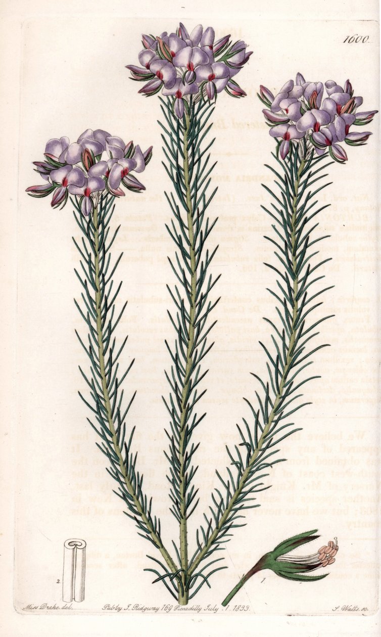 Varieta gompholobium (čeleď bobovitých rostlin), původem z Austrálie - deska vyrytá S.Wattsem podle ilustrace Sarah Anne Drakeové (1803-1857) z botanického rejstříku Sydenhama Edwardse (1768-1819), Anglie. od Sydenham Teast Edwards