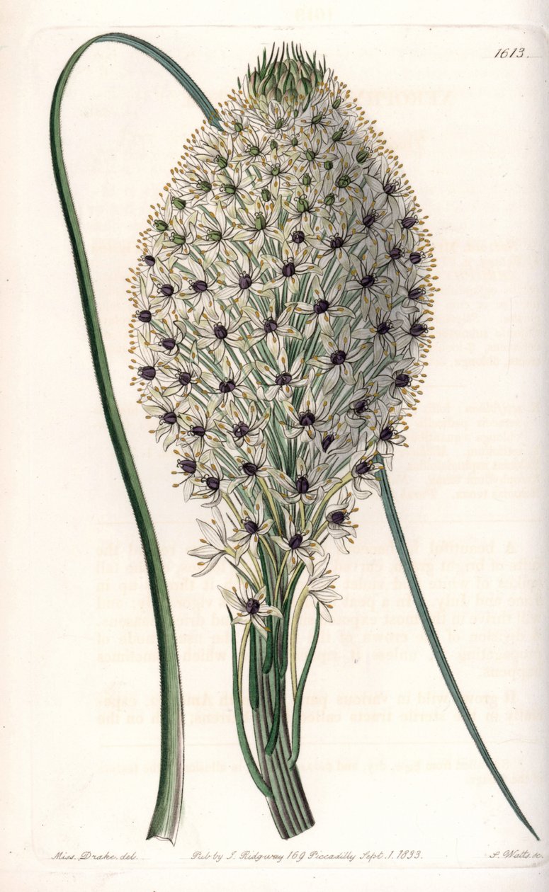 Odrůda lilie (Helonias asphodeloides) - vyryl S. Watts, z ilustrace Sarah Anne Drake (1803-1857), z botanického registru Sydenham Edwards (1768-1819), Anglie od Sydenham Teast Edwards