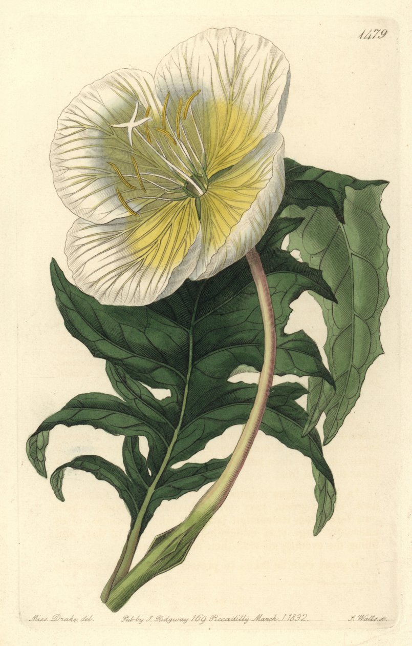 Odrůda oenothere nebo trávy s osly nebo pupalkou dvouletou - pupalka bílá vzpřímená, Oenothera anisoloba. Ručně kolorovaná mědirytina od S. Wattse podle ilustrace Sarah Drake z Botanického registru Sydenhama Edwardse, Ridgeway, L od Sydenham Teast Edwards