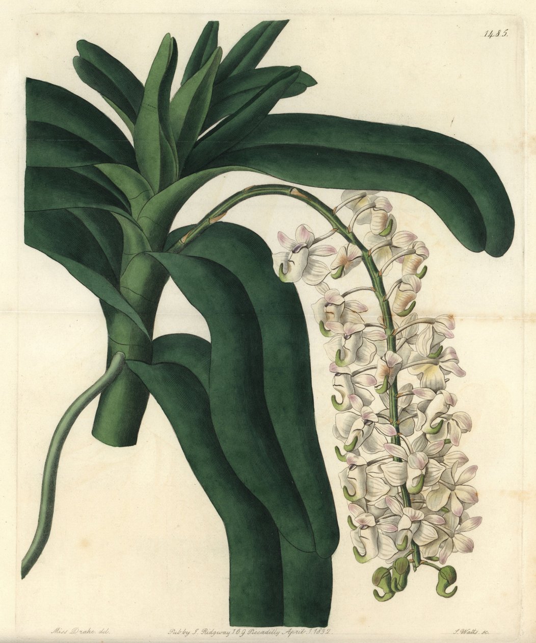 Odrůda vstavačového epidendru, známého jako jamajská mast - liščí štětcová orchidej nebo rohovitá rostlina, Aerides cornutum. Ručně kolorovaná mědirytina od S. Wattse podle ilustrace Sarah Drake z Botanického registru Sydenhama Edwardse, Ridgeway od Sydenham Teast Edwards