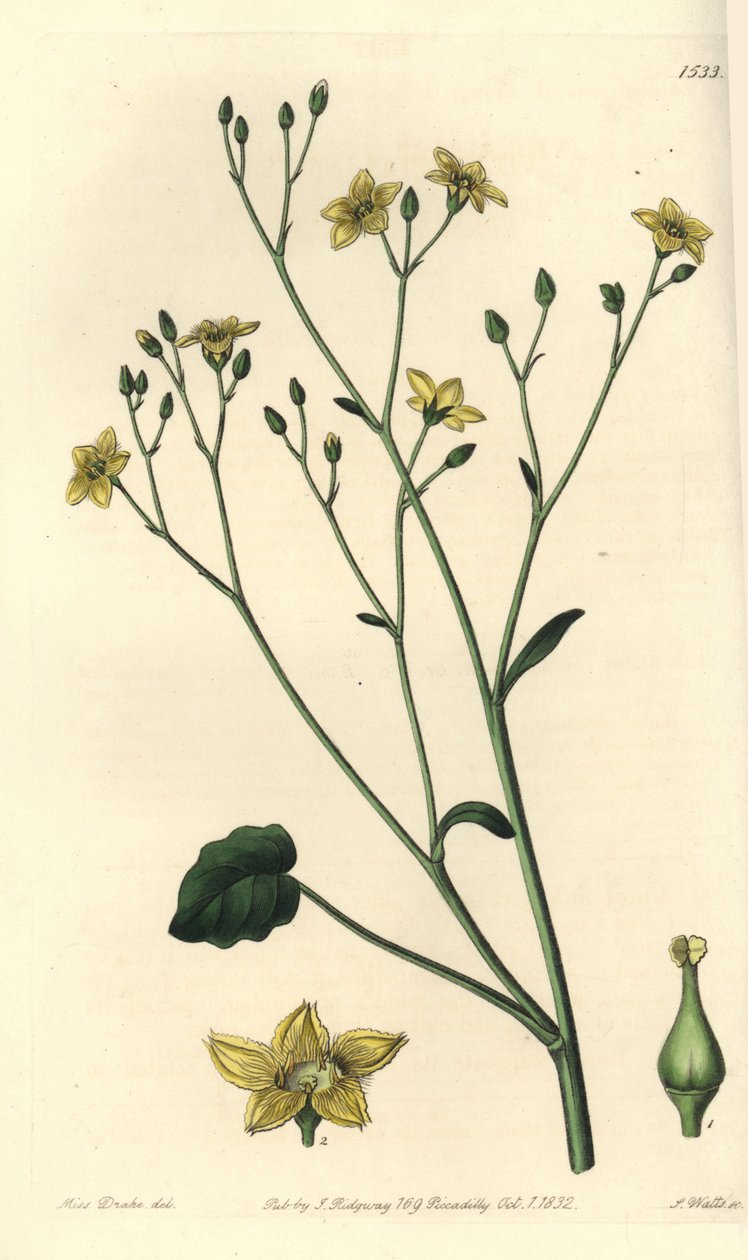 Odrůda villarsia, endemická pro Austrálii - Ornduffia reniformis (villarsia ledvinová, Villarsia reniformis). Ručně kolorovaná mědirytina od S. Wattse podle ilustrace slečny Sarah Drakeové z botanického registru Sydenhama Edwardse, Ridgeway, od Sydenham Teast Edwards