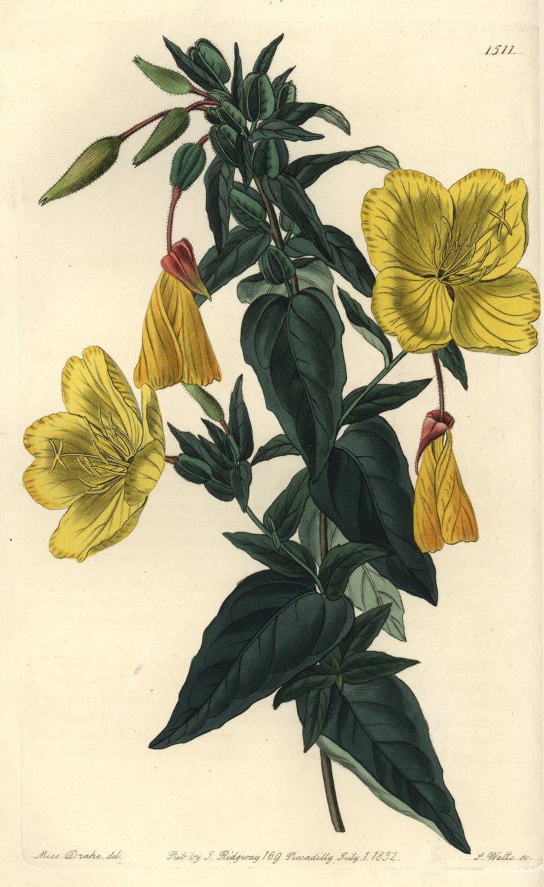 Odrůda pupalky nebo trávy s osly - pupalka dvouletá, Oenothera fruticosa subsp. glauka (Glaucous oenothera, Oenothera glauca). Ručně kolorovaná mědirytina od S. Wattse podle ilustrace slečny Sarah Drakeové ze Sydenhama Edwardse od Sydenham Teast Edwards