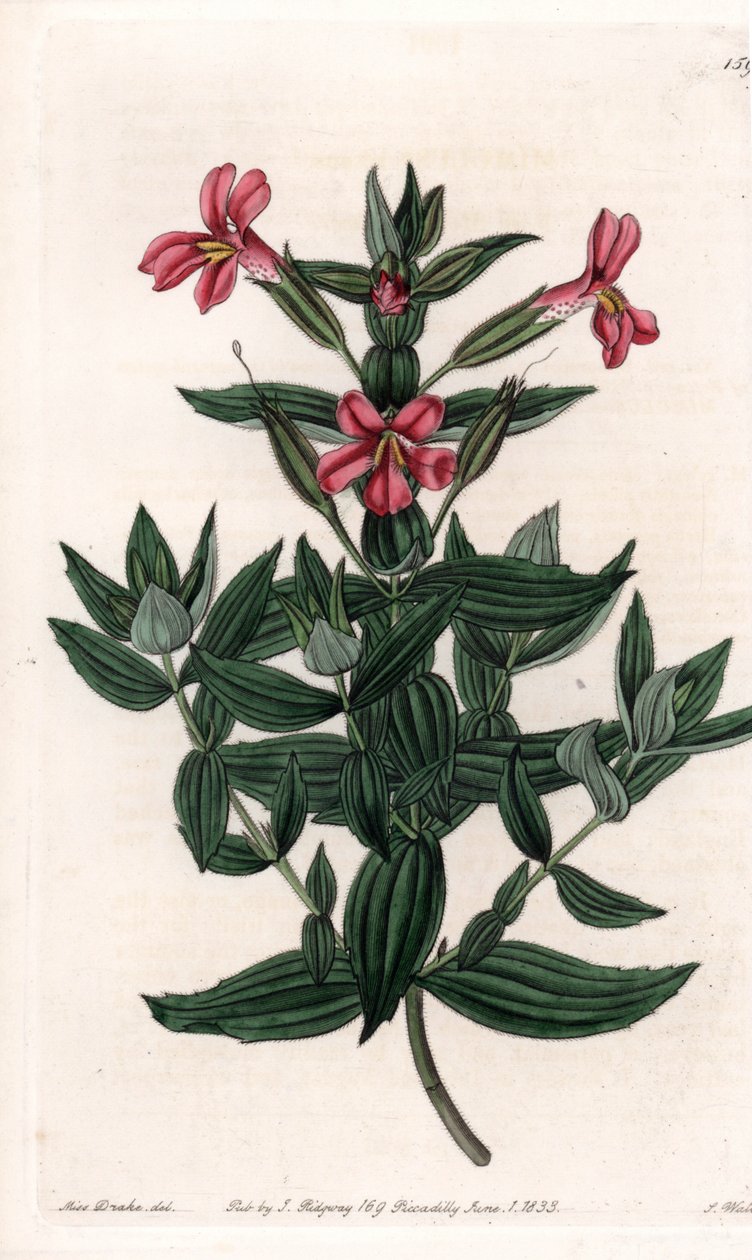 Varieta mimule (opice nebo pižmový květ) Vyrytá deska od S. Wattse, z ilustrace Sarah Anne Drake (1803-1857), z Botanického registru Sydenham Edwards (1768-1819), Anglie od Sydenham Teast Edwards