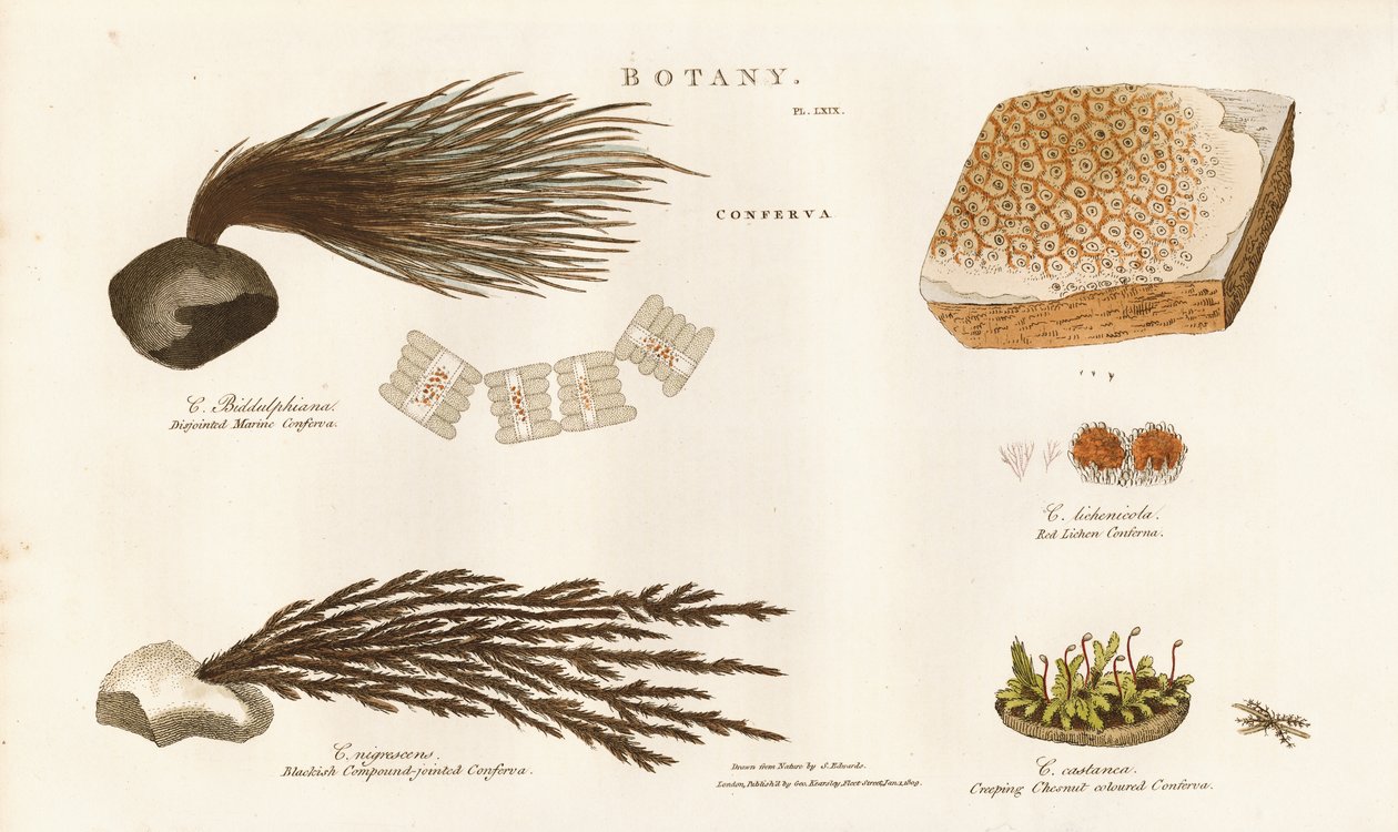 Různé druhy řas (Conferva) od Sydenham Teast Edwards