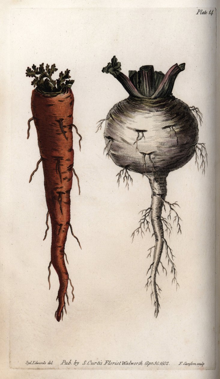 Zeleninové kořeny: mrkev a tuřín. Barevná mědirytina, ilustrace Sydenham Edwards (1768-1819) pro Conference of Botanical, Botanická zahrada Lambeth (Anglie) od Sydenham Teast Edwards
