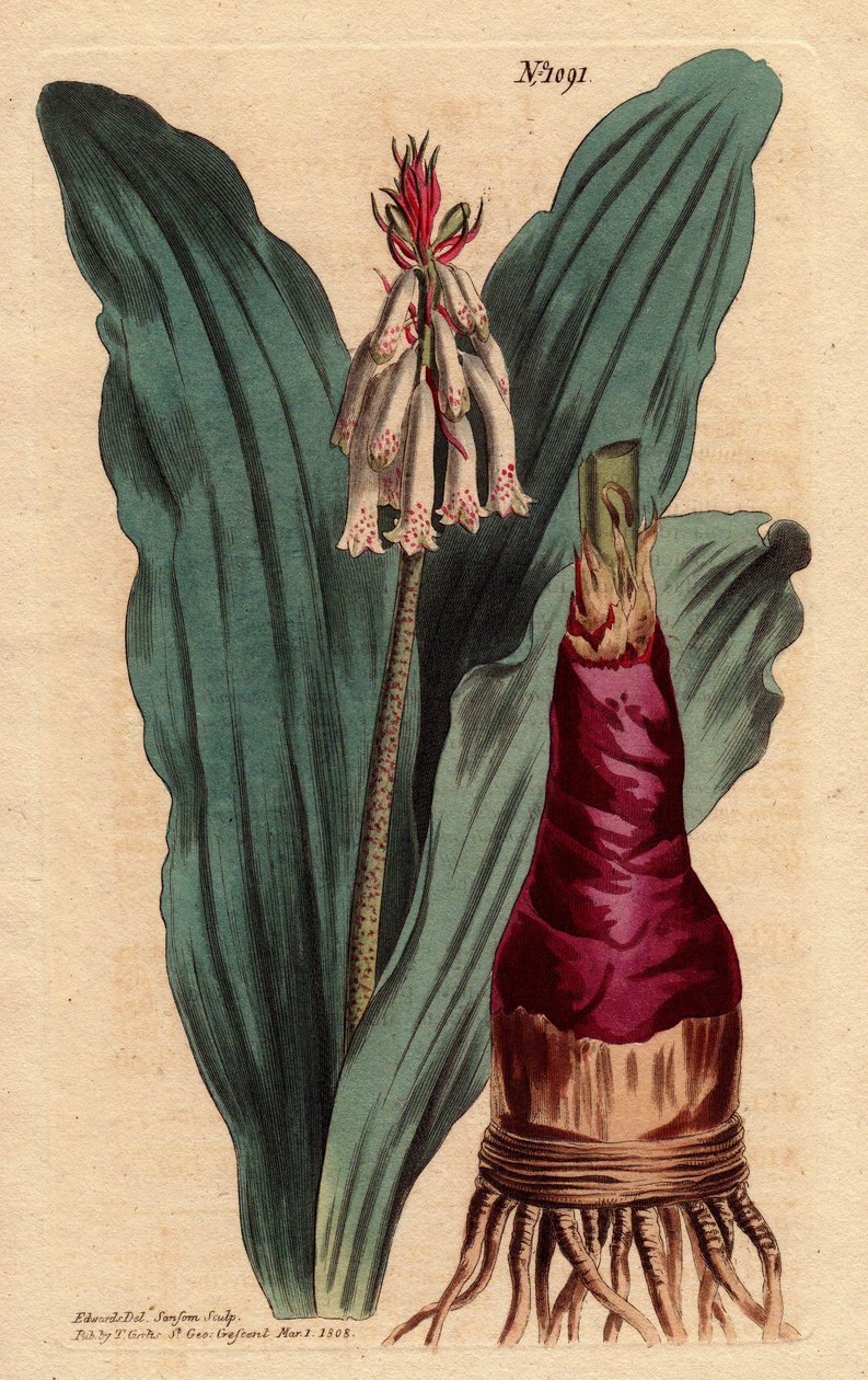 Veltheimia má list glaucus, krásnou lilii (lilii) z mysu Dobré Esperance (Jižní Afrika). Veltheimie šedolistá, krásná lilie z Mysu Dobré naděje. Veltheimia glauca. Ručně kolorovaná mědirytina z botanické ilustrace od Sydenham Teast Edwards