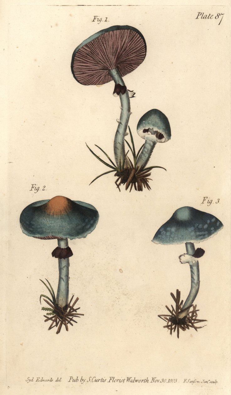Houba měděnka nebo měděnka agaric, Stropharia aeruginosa, Fungi, Cryptogamia. Ručně kolorovaná mědirytina F. Sansoma botanické ilustrace Sydenhama Edwardse pro přednášky Williama Curtise o botanice dodané v Botanické zahradě v od Sydenham Teast Edwards