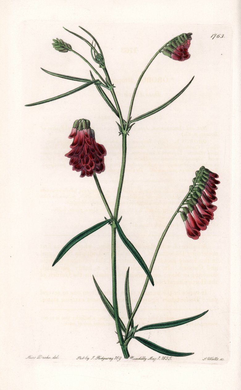 Vesces Variete - Talíř vyrytý S. Wattsem, z ilustrace Sarah Anne Drake (1803-1857), z Botanického registru Sydenham Edwards (1768-1819), Anglie od Sydenham Teast Edwards
