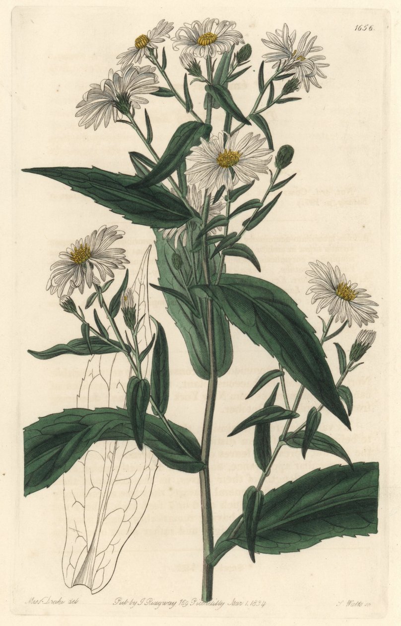Virgine Aster nebo Harvester - S. Watts Strong Water z ilustrace Sarah Anne Drake (1803-1857), z botanického registru od Sydenham Teast Edwards