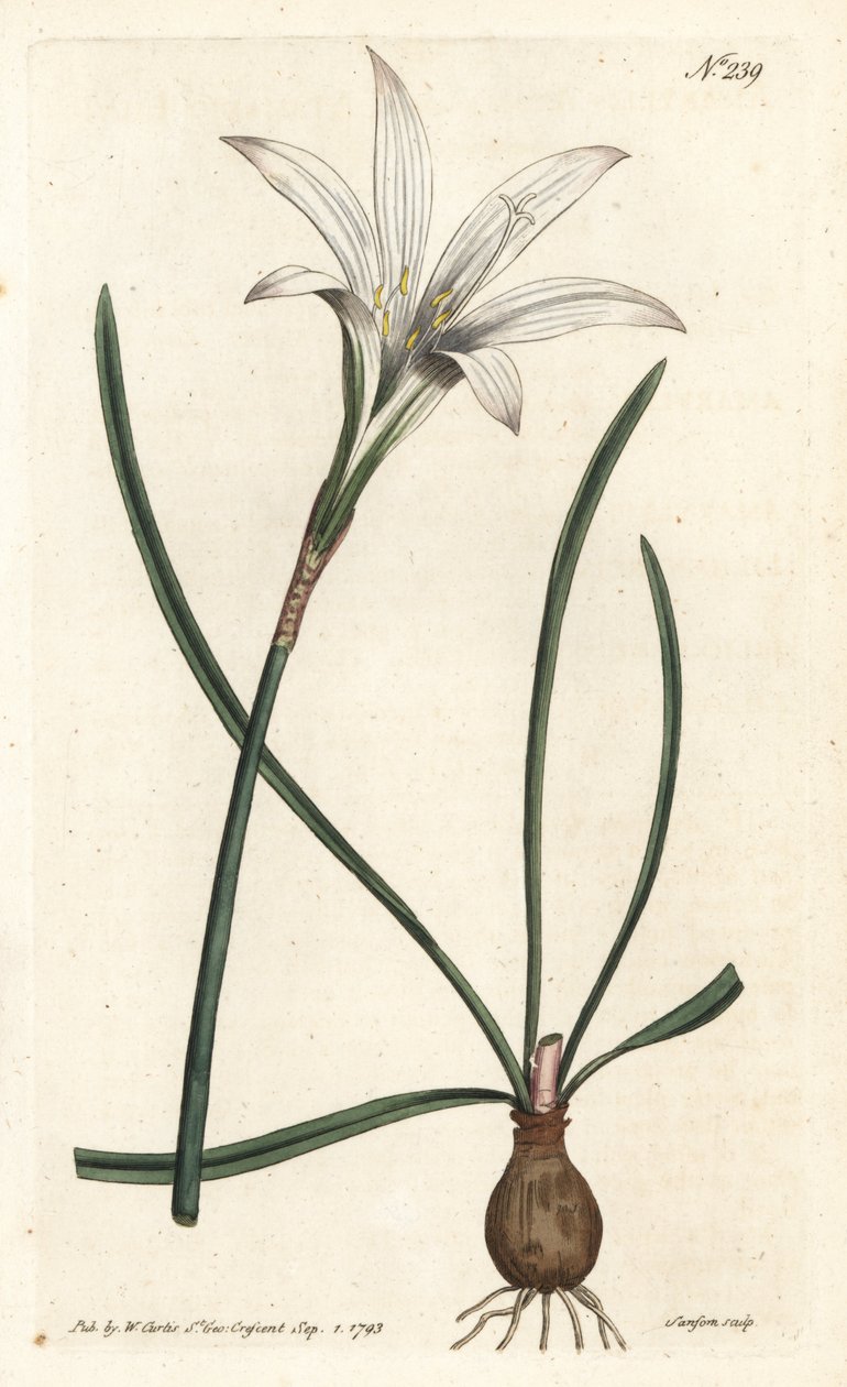 Virginia Amaryllis - Atamasco lilie, Zephyranthes atamasco (Amaryllis atamasco) - Ručně kolorovaná mědirytina od Sansom podle ilustrace Sydenhama Edwardse rom William Curtis