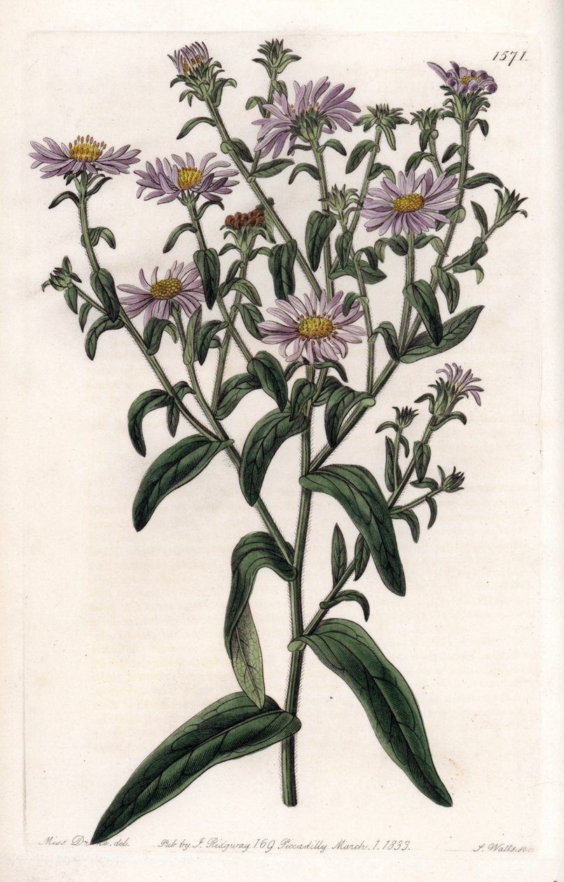 Virginia Aster nebo Harvester - Talíř vyrytý S. Wattsem, z ilustrace Sarah Anne Drake (1803-1857), z Botanického registru Sydenham Edwards (1768-1819), Anglie od Sydenham Teast Edwards