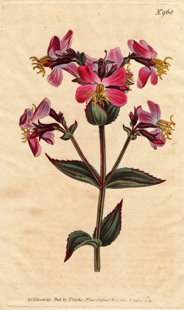 Virginia rhexia, s fialovými a růžovými květy Virginia rhexia, s barevnými růžovými a fialovými květy. Rhexia virginica. Ručně kolorovaná mědirytina z botanické ilustrace Sydenhama Edwardse z „”” Botanical Magazine””” 1790-1 Williama Curtise od Sydenham Teast Edwards