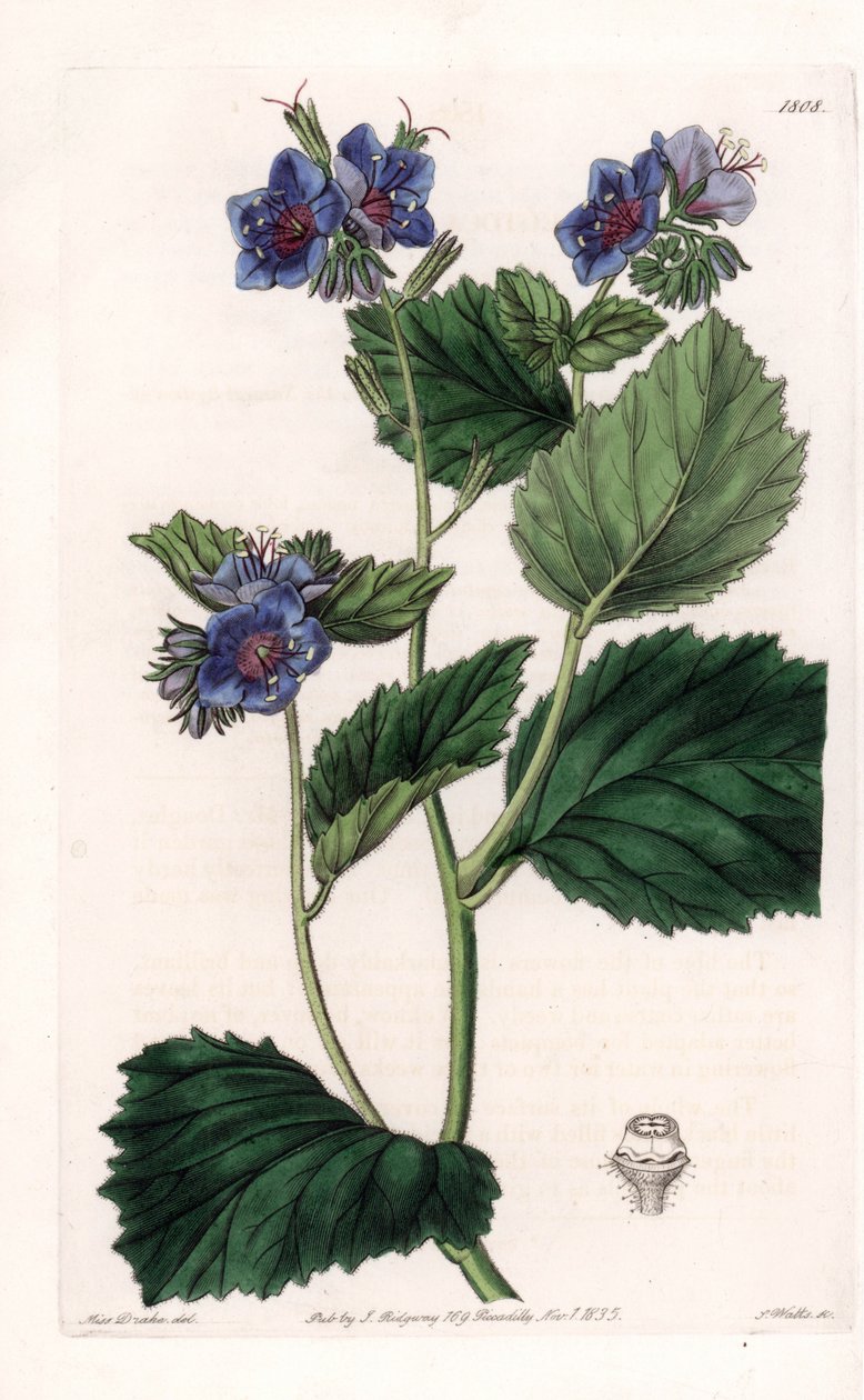 Viscous Phacelia - Talíř vyrytý S. Wattsem, z ilustrace Sarah Anne Drake (1803-1857), z Botanického registru Sydenham Edwards (1768-1819), Anglie od Sydenham Teast Edwards