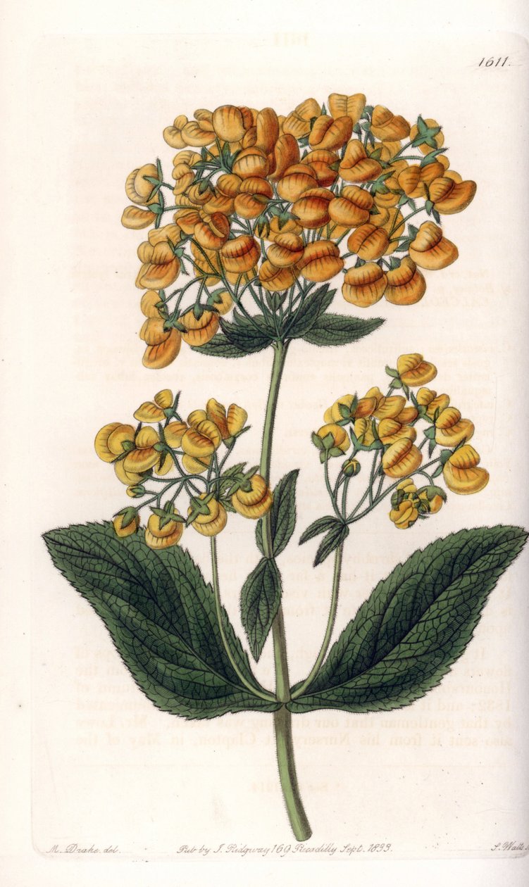 Viskózní kalceolar (nebo malý pantoflíček) - rytá deska od S. Wattse, z ilustrace Sarah Anne Drake (1803-1857), z Botanického registru Sydenham Edwards (1768-1819), Anglie od Sydenham Teast Edwards