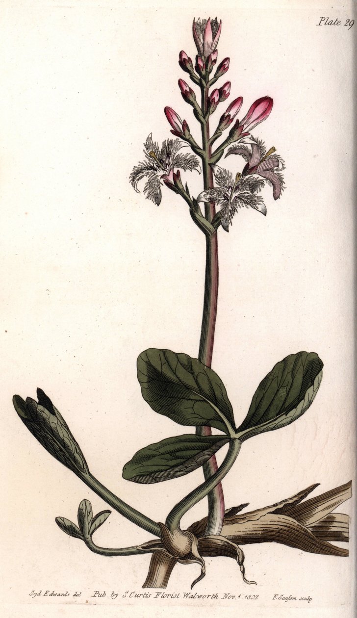 Water trefle nebo menyanthe water trefle. Barevná mědirytina, ilustrace Sydenham Edwards (1768-1819) pro Conference of Botanical, Botanická zahrada Lambeth (Anglie) od Sydenham Teast Edwards