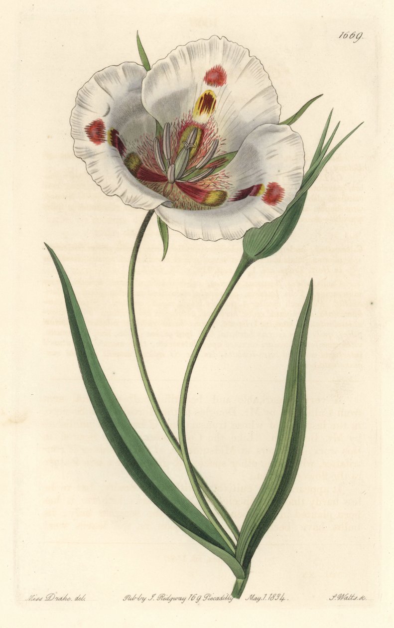 Bělokvětý calochorte (mariposa), původem z Kalifornie - Kalochortus skvrnitý neboli motýlí mariposa lilie, Calochortus venustus, původem z Kalifornie - Ručně kolorovaná mědirytina S. Watts podle ilustrace slečny Drakeové, ze Sydenham Edwa od Sydenham Teast Edwards