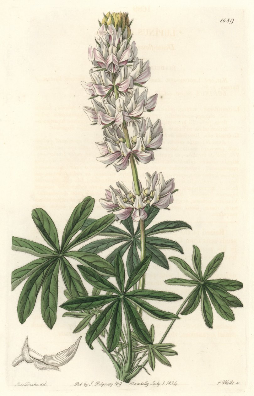 Vlčí bob bělokvětý (Lupinus microcarpus), původem z Kalifornie - silná voda S. Watts z ilustrace Sarah Anne Drake (1803-1857), z Botanického registru od Sydenham Teast Edwards