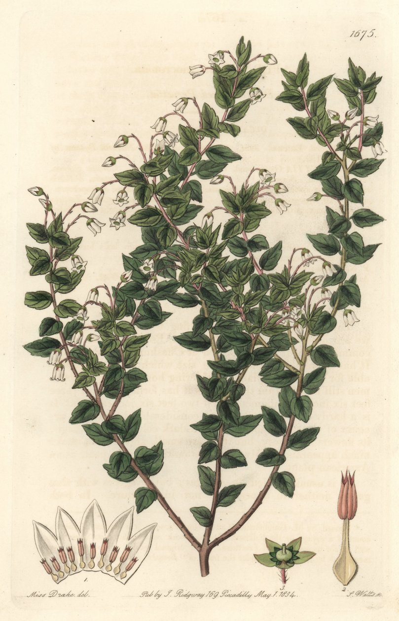 Bělokvětý mucronee nebo pernettya gaultherie - S. Watts silná voda z ilustrace Sarah Anne Drake (1803-1857), z Botanického registru od Sydenham Teast Edwards