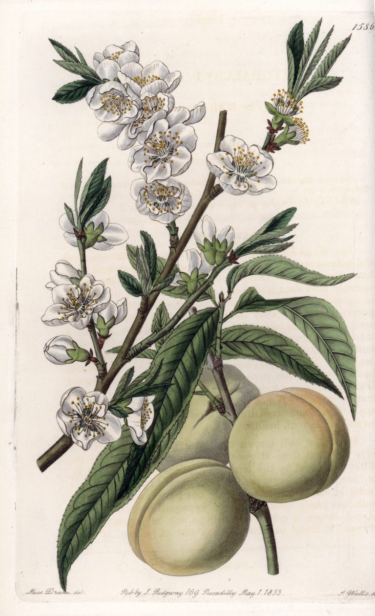 White pecher - Talíř vyrytý S. Wattsem, z ilustrace Sarah Anne Drake (1803-1857), z Botanického registru Sydenham Edwards (1768-1819), Anglie od Sydenham Teast Edwards