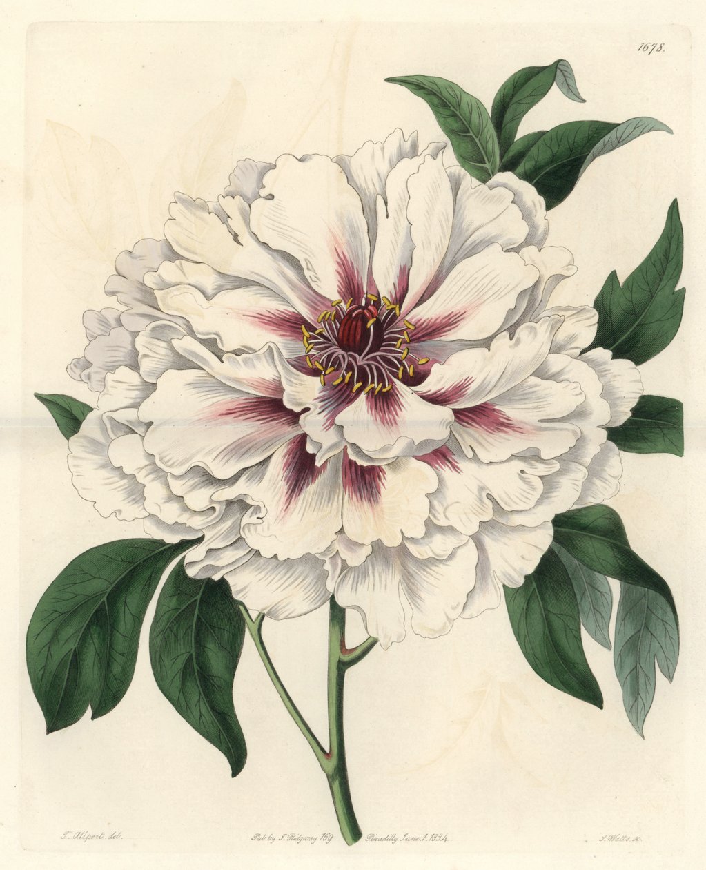 Bílá keřová pivoňka - Silná voda od S. Wattse z ilustrace Thomase Allporta (1804-1879), z Botanického registru od Sydenham Teast Edwards